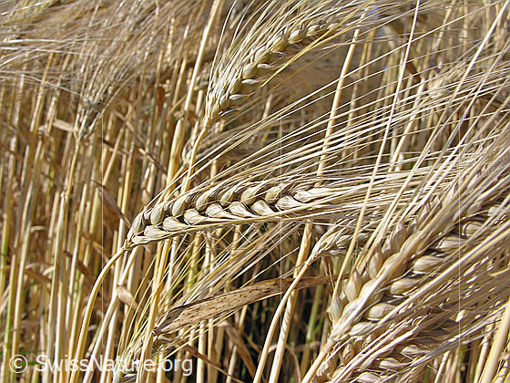 Foto: Vierzeilige Gerste, Ähren (Saat-Gerste)
Lat.: Hordeum vulgare
Familie: Poaceae