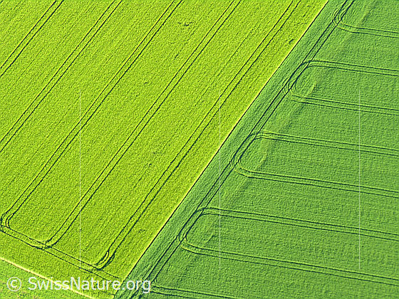 Foto: Luftaufnahme Linien Grünflächen. Zwei Felder in unterschiedlichen grüntönen grenzen aneinander.