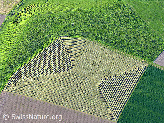 Foto: Muster im Landwirtschaftsland. Tiefblick auf Felder mit Gras und Heu. Das Heu wurde zu regelmässigen Walmen zusammengefügt.
