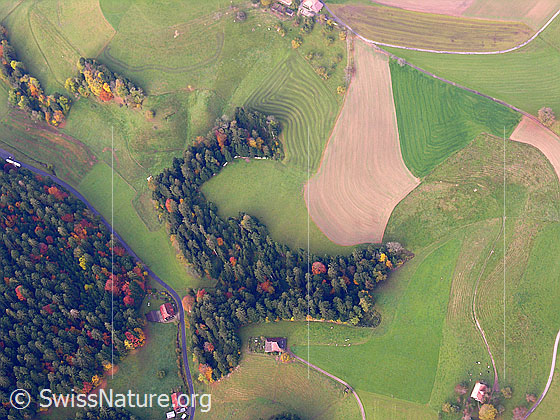 Foto: Luftaufnahme Herbstbild mit Wäldern und einer Hecke in den Herbstfarben, landwirtschaftlich genutzen Feldern und einzelnen Häusern an Strassen und Wegen.