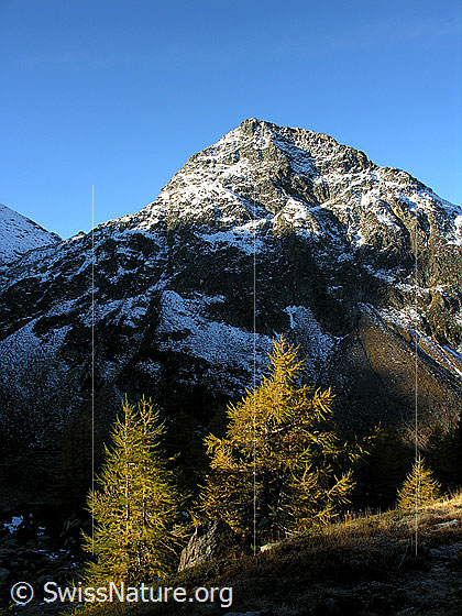 Foto: Blick vom Mässersee zum Stockhorn. Im Vordergrund Streiflicht auf herbstlich gefärbten Lärchen.