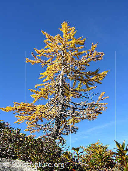 Foto: Herbstlich gefärbte Lärche am Mässersee.