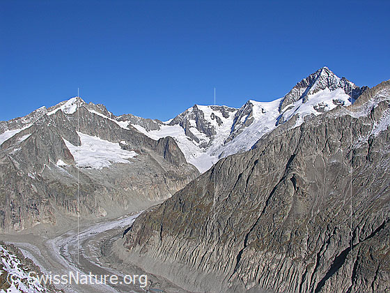 Foto: Oberaletsch mit Schinhorn, Distelberg, Sattelhorn, Kleines Aletschhorn und Aletschhorn.
Darunter der Oberaletschgletscher. Von rechts zieht sich der Südwestgrat des Gross Fusshorn bis zum Oberaletschgletscher hinunter. Am unteren Ende, ca. 100m über dem Gletscher, befindet sich die Oberaletschhütte. Durch die SW-Flanke der Fusshörner führt der neue Hüttenweg (Panoramaweg).
Vor dem Distelberg der Distelgletscher.