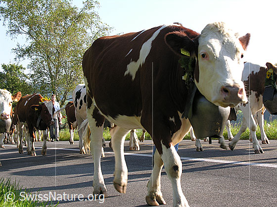 Foto: Rind mit Treichel gefolgt von einer Tierherde während Alpabfahrt im Emmental.