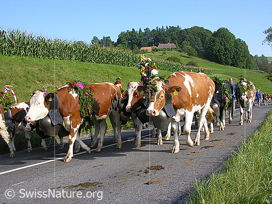 Foto: Geschmückte Kühe mit Treicheln während Alpabfahrt im Emmental.