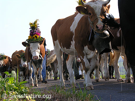 Foto: Geschmückte Kühe mit Treicheln während Alpabfahrt im Emmental.