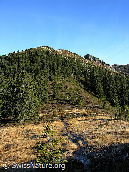 Foto: Bergweg durch herbstliche Landschaft Richtung Trogenhorn.