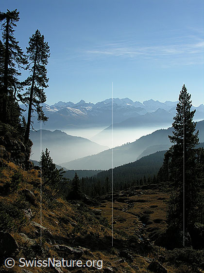 Foto: Oberhalb Trogenalp.  Blick zwischen Tannen hindurch über feine Nebelschichten zu den Berner Alpen.