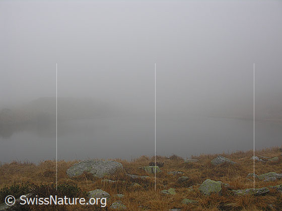 Foto: Bei trübem Wetter am Halsesee. Dichter Nebel liegt über dem See. Das Gras am Ufer ist herbstlich gefärbt und mit Felsen durchsetzt.
