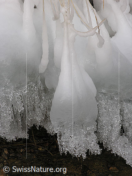 Foto: Natürliches Kunstwerk aus Eis am Ufer eines Bergbaches. An den gefrorenen Grashalmen haben sich glitzernde Glocken gebildet.