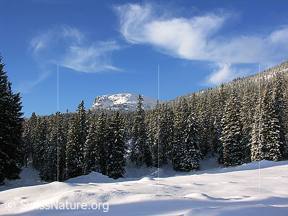 Foto: Winterlandschaft in der Schrattenfluh. Blick über schneebedeckte Alpweide und verschneite Tannen zum Gipfel des Böli. Darüber Schleierwolken.