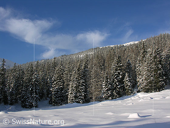 Foto: Winterlandschaft in der Schrattenfluh. Blick über schneebedeckte Alpweide und Wald mit verschneiten Tannen. Darüber Schleierwolken.