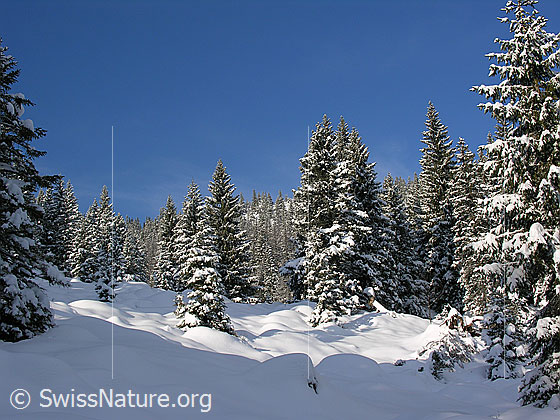 Foto: Bergwald in der Schrattenfluh mit verschneiten Tannen. Licht und Schatten wechseln sich ab.