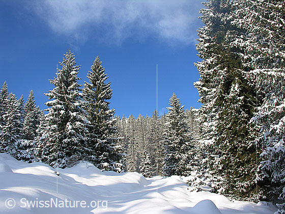 Foto: Bergwald in der Schrattenfluh mit verschneiten Tannen. Licht und Schatten wechseln sich ab.