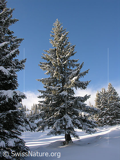 Foto: Verschneite, mächtige Tanne in Bergwald in der Schrattenfluh. Licht und Schatten wechseln sich ab.