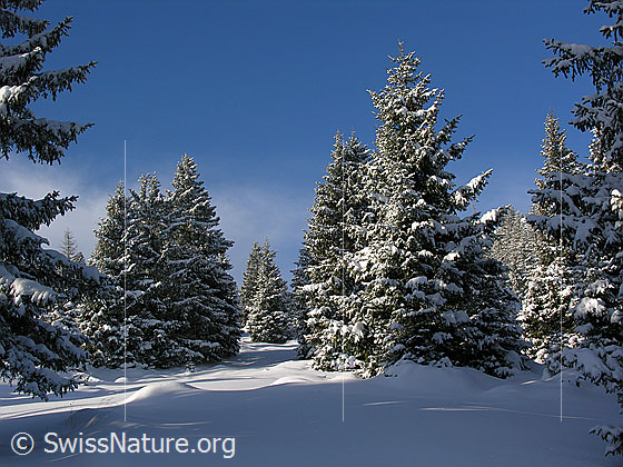 Foto: Bergwald mit verschneiten Tannen in der Schrattenfluh. Winterlandschaft mit Wechsel von Licht und Schatten.