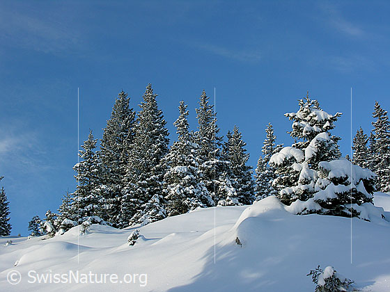 Foto: Bergwald in der Schrattenfluh mit Licht und Schatten auf verschneiten Tannen.