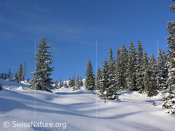 Foto: Unberührte Winterlandschaft in der Schrattenfluh mit schneebedeckter Alpweide und Bergwald mit verschneiten Tannen.