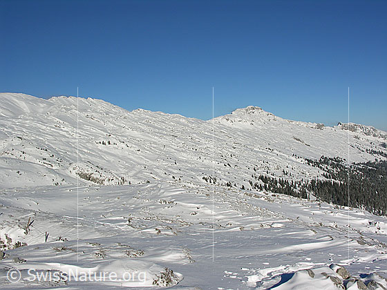 Foto: Blick vom Böli über die schneebedeckte Schrattenfluh mit Hengst und verschneitem Bergwald.