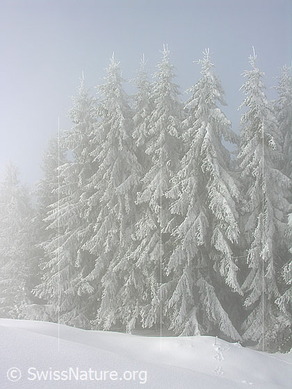 Foto: Unberührte Winterlandschaft bei Nebel auf dem Rämisgummen, Eggiwil, mit tief verschneitem Tannenwald.