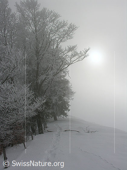 Foto: Schneeschuhspur am Waldrand. Dick mit Rauhreif überzogene Bäume und geheimnisvolle Stimmung im Nebel.