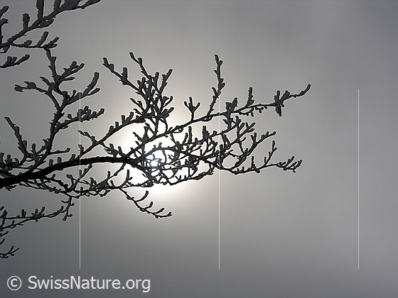 Foto: Mit Rauhreif überzogener Ast im Gegenlicht und bei Nebel.