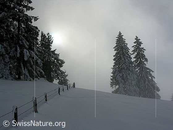 Foto: Emmentaler Winterlandschaft im Nebel mit tief verschneiten Tannen und Zaun am Waldrand.