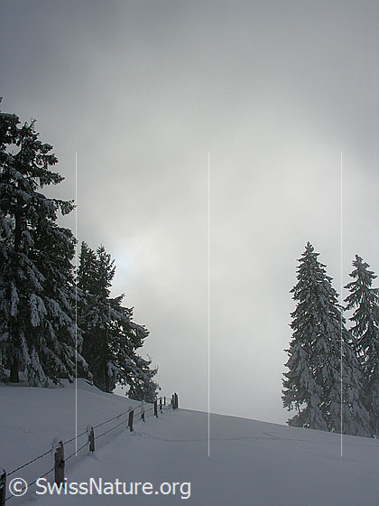 Foto: Emmentaler Winterlandschaft im Nebel mit tief verschneiten Tannen und Zaun am Waldrand.