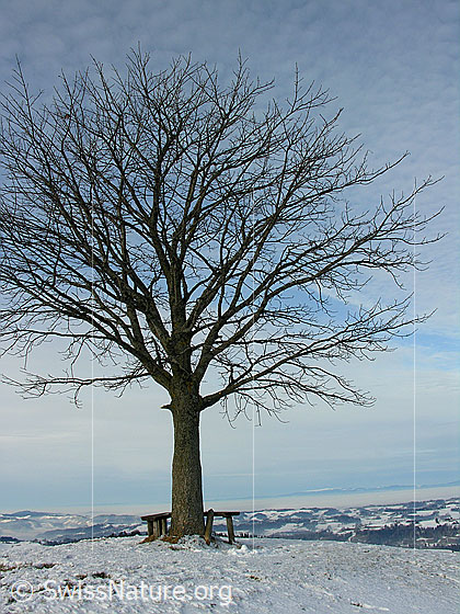 Foto: Baum mit Holzbank auf dem Vorderarni. Im Hintergrund schneebedeckte Emmentaler Hügellandschaft mit Nebelmeer.
