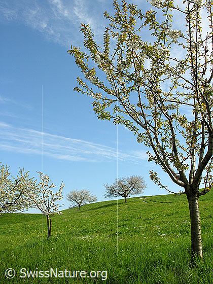 Foto: Blühende Kirschbäume auf grüner Wiese bei blauem Himmel mit wenigen Schleierwolken.