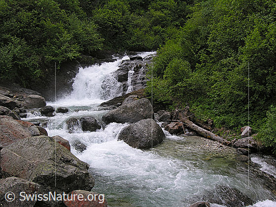 Foto: Sprudelnder Mässerbach bei Lengenbach. Mit kleinem Wasserfall.