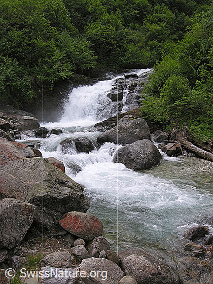 Foto: Sprudelnder Mässerbach bei Lengenbach.