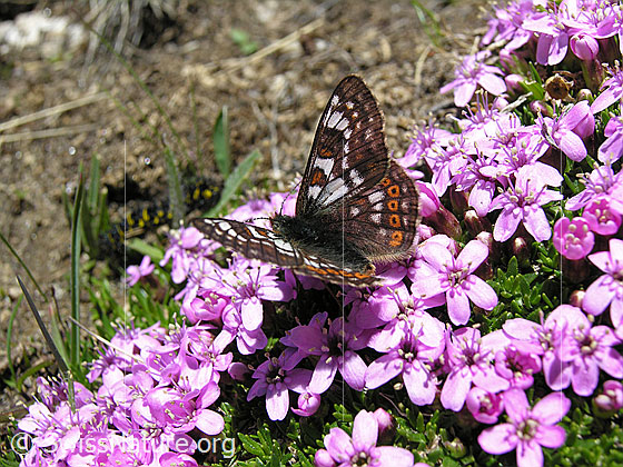 Veilchen-Scheckenfalter (Hypodryas cynthia) auf Kalk-Polsternelke (Silene acaulis)