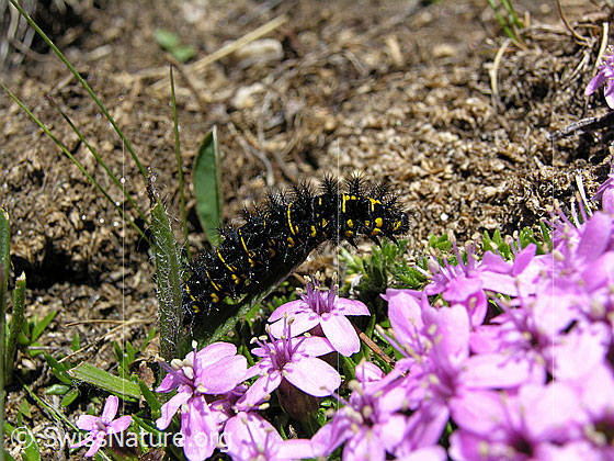 Raupe des Veilchen-Scheckenfalters (Hypodryas cynthia) auf behaartem Blatt