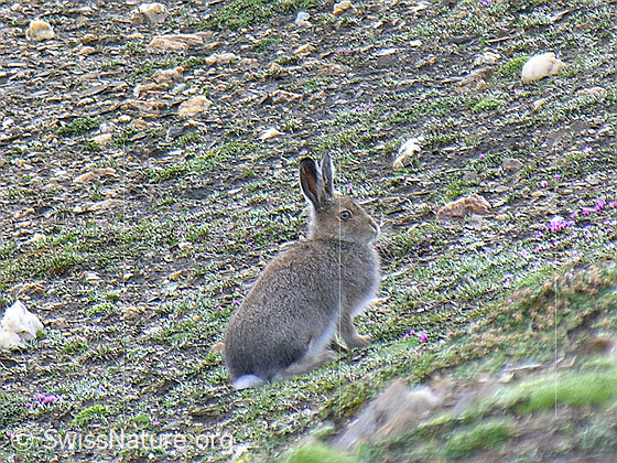 Foto: Schneehase (Lepus timidus) in natürlicher Umgebung sitzend. 
Umgebung: Schutthalde mit wenig Bewuchs. Höhe: ca. 2900m ü.M.
Lat.: Lepus timidus
Familie: Leporidae (Hasen)
Gattung: Lepus (Echte Hasen)