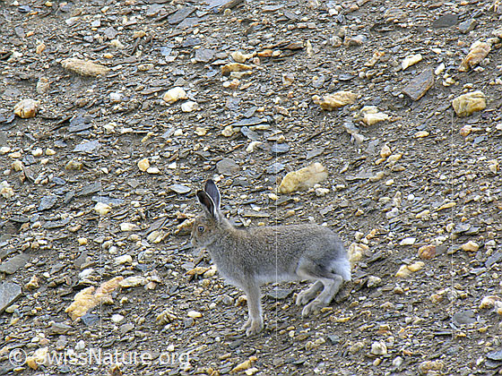 Foto: Schneehase (Lepus timidus) in natürlicher Umgebung.
Umgebung: Schutthalde mit wenig Bewuchs. Höhe: ca. 2900m ü.M.
Lat.: Lepus timidus
Familie: Leporidae (Hasen)
Gattung: Lepus (Echte Hasen)