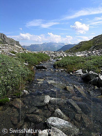 Foto: Ruhiger Bergbach (Mättitalwasser) mit bewachsenem Ufer im Mättital.