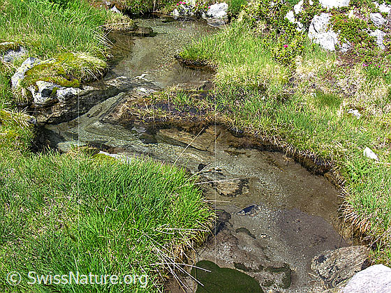 Foto: Ein Wasserlauf mit klarem Wasser schlängelt sich durch den mit Gras bewachsenen Rossbode im Mättital.