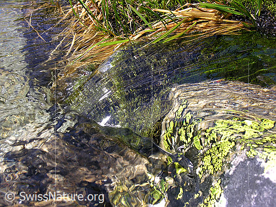 Foto: Klares Wasser fliesst über einen Stein, welcher mit Flechten bewachsen ist. Die Grashalme am Ufer des Wasserlaufs werden vom Sog des Wassers mitgezogen.