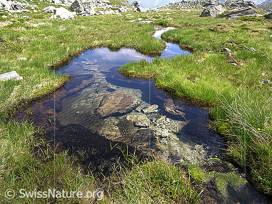 Foto: Ein Wasserlauf mit klarem Wasser schlängelt sich durch den mit Gras bewachsenen Rossbode im Mättital.