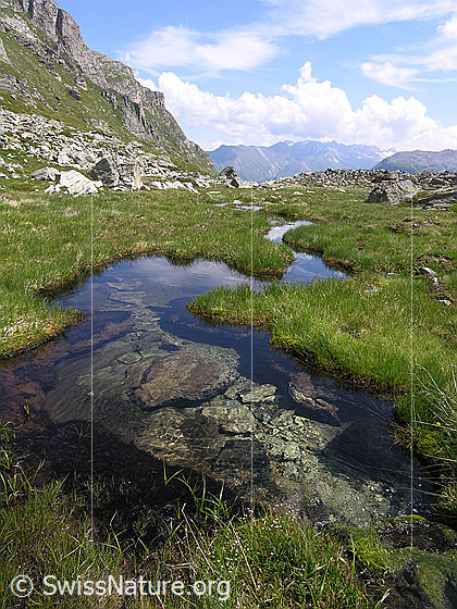 Foto: Ein Wasserlauf mit klarem Wasser schlängelt sich durch den mit Gras bewachsenen Rossbode im Mättital.