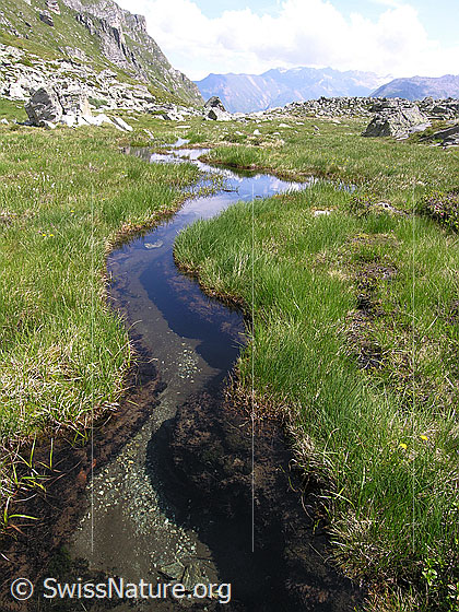 Foto: Ein Wasserlauf mit klarem Wasser schlängelt sich durch den mit Gras bewachsenen Boden.
