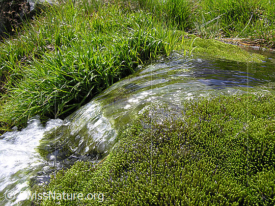 Foto: Ein Wasserlauf fliesst zwischen Gras und Moos hindurch.
