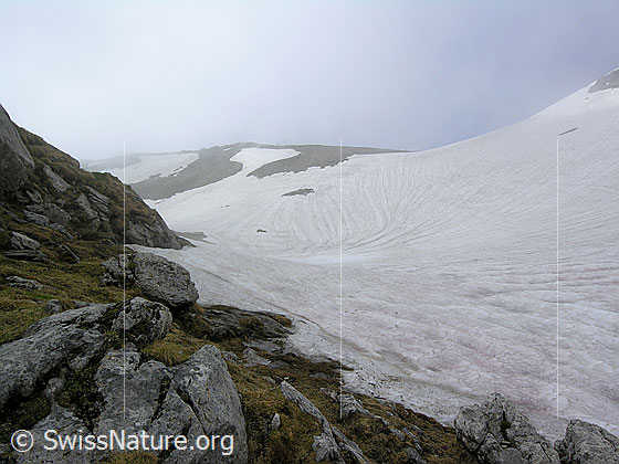 Foto: Übergang von Gras und Fels auf ein Schneefeld mit kleiner Mulde. Im Horizont ziehen Nebelschwaden über den Ammertenpass.