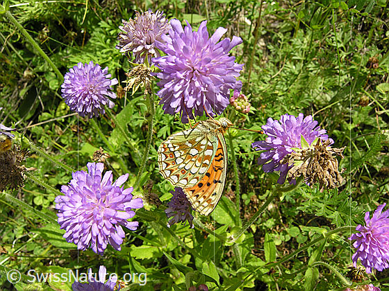 Stiefmütterchen-Perlmutterfalter (Argynnis niobe)