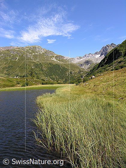 Foto: Blick über den Halsesee mit seinem mit hohen Gräsern bewachsenen Ufer zu Mittlenbärg und Ofenhorn.