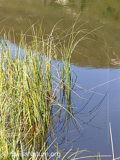 Foto: Hoch gewachsenes Gras am Ufer des Halsesees. Mit Spiegelung.