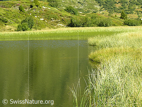 Foto: Blick über den Halsesee zu dem Teil des Sees, welcher mit hohem Gras bewachsen ist langsam verlandet. Mit schwacher Spiegelung.