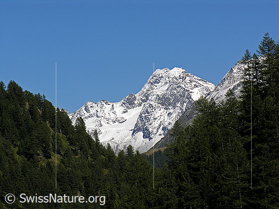 Foto: Frisch verschneites Ofenhorn umrahmt von Wald.