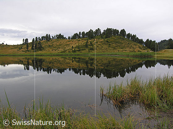 Foto: Spiegelung im Sewenseeli. Die herbstliche Umgebung mit lichtem Wald und grünem Schilfgürtel spiegelt sich im Bergsee.